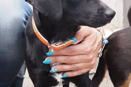 Ika-młodziutka sunia do adopcji,  wielkopolskie Po