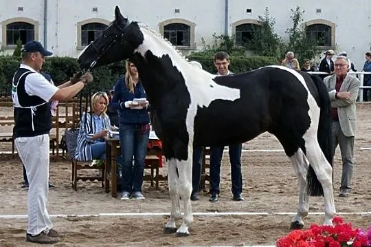 Dolar / SP / homozygota / 83pkt / 174cm, Błaszki