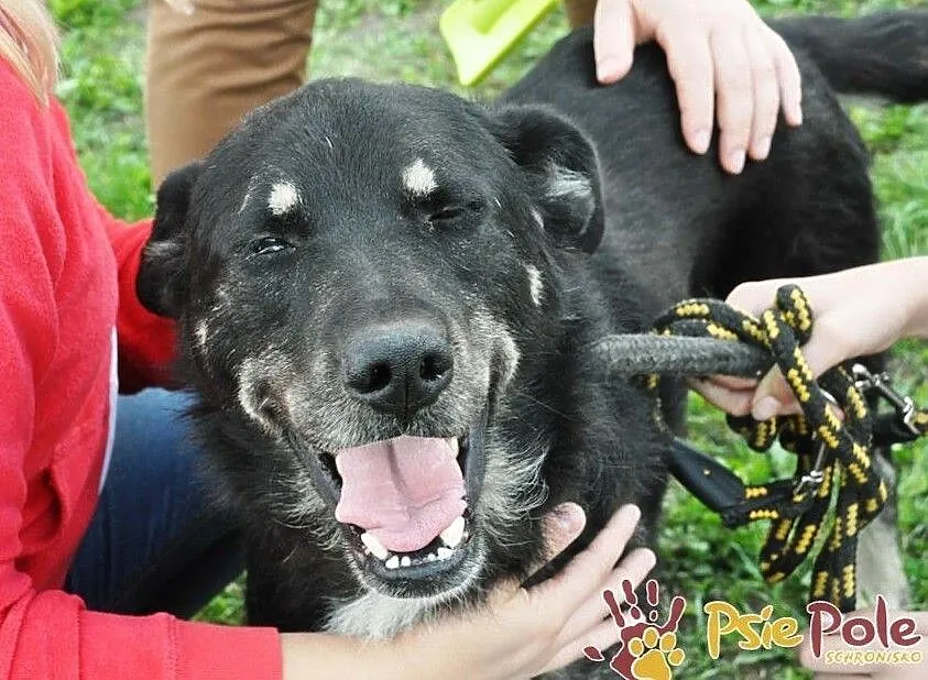 MILUŚ-niesamowicie przyjazny psiak, ma coś z labradora, ma coś z pluszaka :), Małopolskie, Kraków