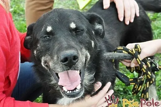 MILUŚ-niesamowicie przyjazny psiak, ma coś z labradora, ma coś z pluszaka :), Małopolskie, Kraków