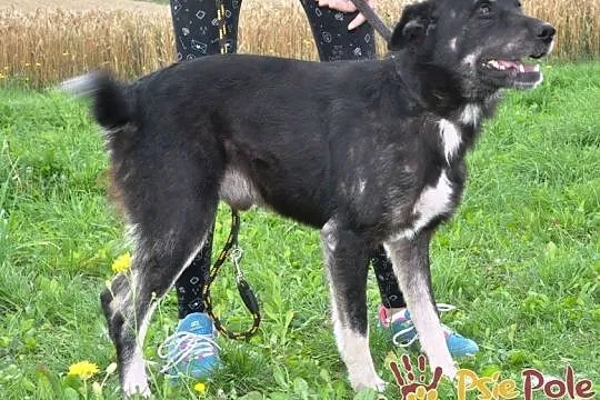 MILUŚ-niesamowicie przyjazny psiak, ma coś z labradora, ma coś z pluszaka :), Małopolskie, Kraków