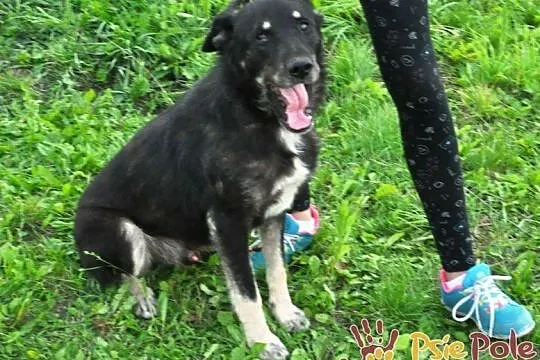 MILUŚ-niesamowicie przyjazny psiak, ma coś z labradora, ma coś z pluszaka :), Małopolskie, Kraków