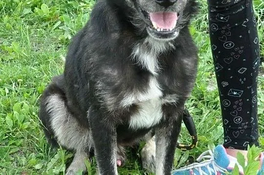 MILUŚ-niesamowicie przyjazny psiak, ma coś z labradora, ma coś z pluszaka :), Małopolskie, Kraków