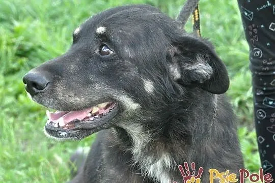 MILUŚ-niesamowicie przyjazny psiak, ma coś z labradora, ma coś z pluszaka :), Małopolskie, Kraków