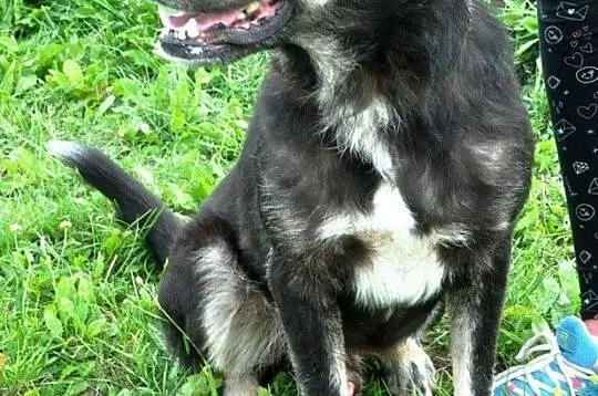 MILUŚ-niesamowicie przyjazny psiak, ma coś z labradora, ma coś z pluszaka :), Małopolskie, Kraków