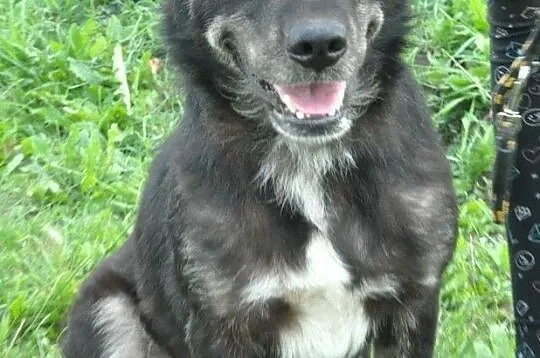 MILUŚ-niesamowicie przyjazny psiak, ma coś z labradora, ma coś z pluszaka :), Małopolskie, Kraków