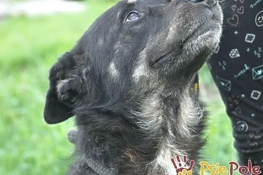 MILUŚ-niesamowicie przyjazny psiak, ma coś z labradora, ma coś z pluszaka :), Małopolskie, Kraków