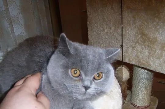 Kocurek niebieski