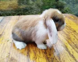 Królik karzełek Mini Lop dziewczynka szuka nowego domu