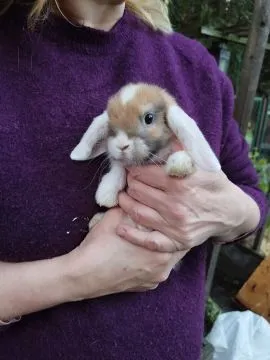 Królik karzełek Mini Lop dziewczynka szuka nowego domu, , Miechów