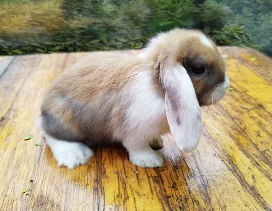 Królik karzełek Mini Lop dziewczynka szuka nowego domu, , Miechów