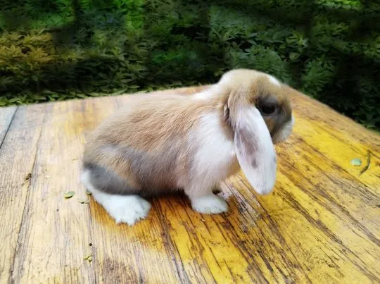 Królik karzełek Mini Lop dziewczynka szuka nowego domu, , Miechów