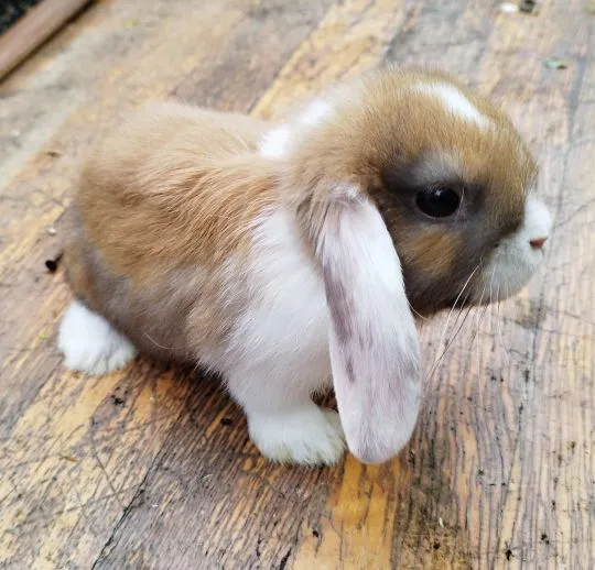 Królik karzełek Mini Lop dziewczynka szuka nowego domu, , Miechów