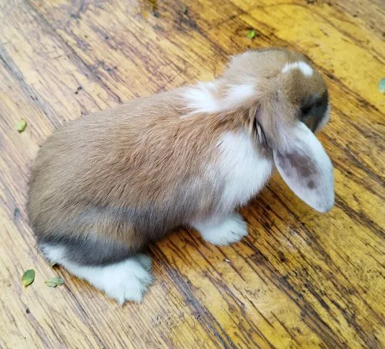Królik karzełek Mini Lop dziewczynka szuka nowego domu, , Miechów