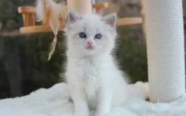 Kocięta Ragdoll gotowe do odbioru już teraz... . napisz do mnie na