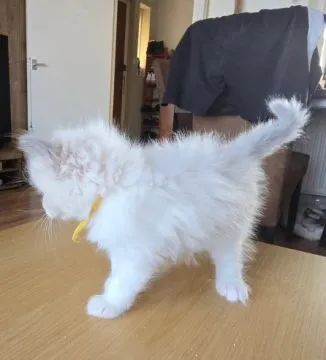 Kocięta Ragdoll gotowe do odbioru już teraz... . napisz do mnie na, , Lublin 