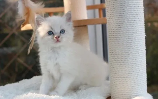 Kocięta Ragdoll gotowe do odbioru już teraz... . napisz do mnie na, , Lublin 