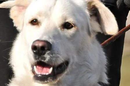 IMPET-super fajny,wesoły,radosny psiak-1rok mix labrador,  małopolskie Kraków