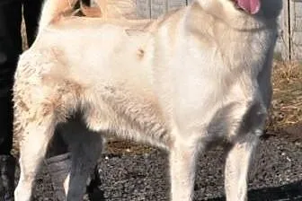 IMPET-super fajny,wesoły,radosny psiak-1rok mix la