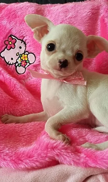 Chihuahua sliczny piesek z rodowodem FCI malutki l