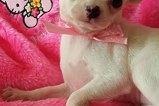 Chihuahua sliczny piesek z rodowodem FCI malutki l