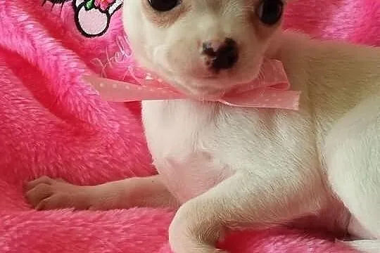 Chihuahua sliczny piesek z rodowodem FCI malutki l