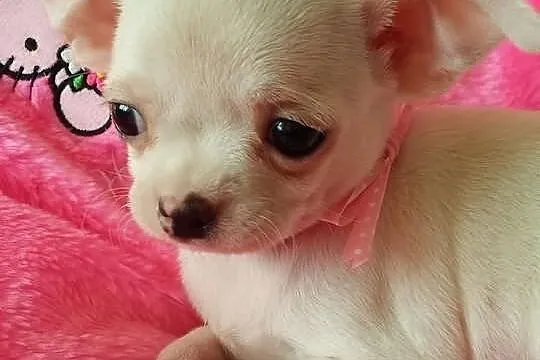 Chihuahua sliczny piesek z rodowodem FCI malutki l