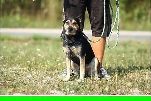 Dwuletni,średni 13 kg,czujny,przyjazny pies ARES.Adopcja,  małopolskie Kraków