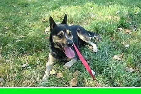 Dwuletni,średni 13 kg,czujny,przyjazny pies ARES.A