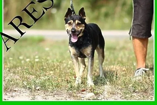 Dwuletni,średni 13 kg,czujny,przyjazny pies ARES.A