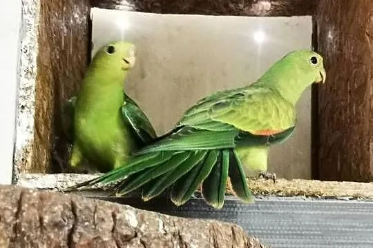 Konury, CZERWONOSKRZYDŁE sprzedam