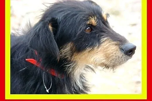 Łagodny,wesoły,grzeczny,przytulaśny,kochany,piesek