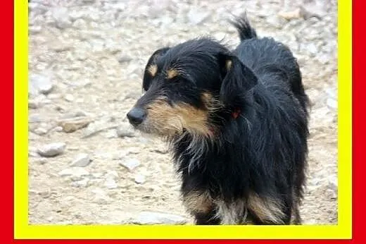 Łagodny,wesoły,grzeczny,przytulaśny,kochany,piesek