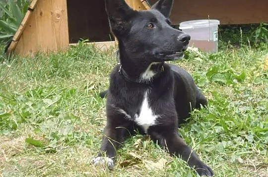 Muszka - porzucony szczeniak - łagodny i delikatny ADOPCJA
