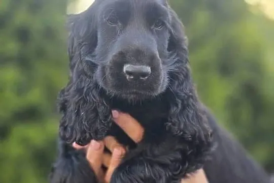 Cocker Spaniel czarne!!!
