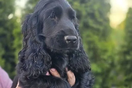 Cocker Spaniel czarne!!!, Wielkopolskie, Żelazków