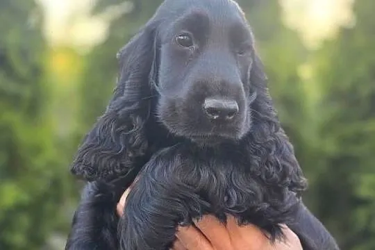 Cocker Spaniel czarne!!!, Wielkopolskie, Żelazków