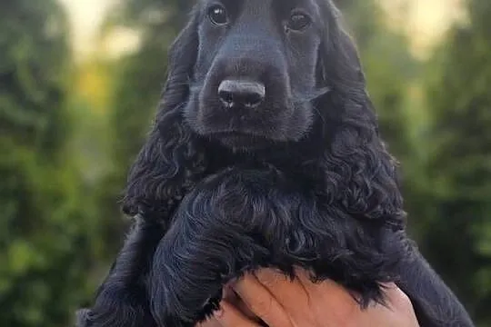 Cocker Spaniel czarne!!!, Wielkopolskie, Żelazków