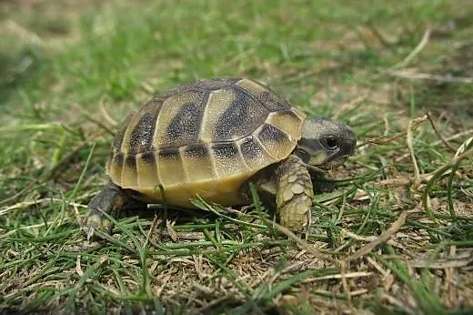 Żółw żółwie Greckie  Warszawa Czerwiec 2015,  lube