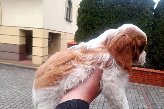Szczeniak Cavalier Spaniel Cavalier king