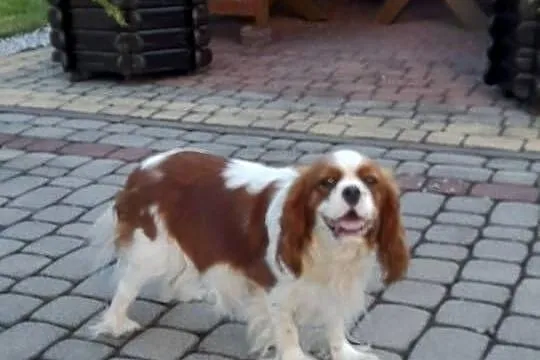 Szczeniak Cavalier Spaniel Cavalier king, Świętokrzyskie, Glinka