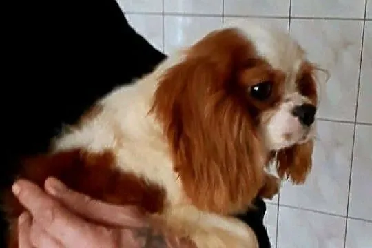 Szczeniak Cavalier Spaniel Cavalier king, Świętokrzyskie, Glinka
