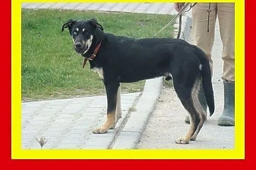 16kg,11miesięcy,kontaktowy,grtzeczny,towarzyski,pi