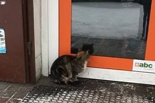 Delikatna, słodka Primka pilnie potrzebuje domu,  