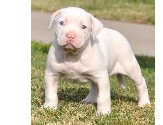 Sprzedam szczenięta rasy pitbull terrier, bardzo zdrowe, z pełną dokumentacją.********
