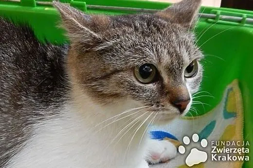 Barbi – koteczka śliczna jak laleczka,  