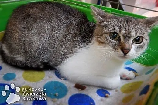 Barbi – koteczka śliczna jak laleczka,  