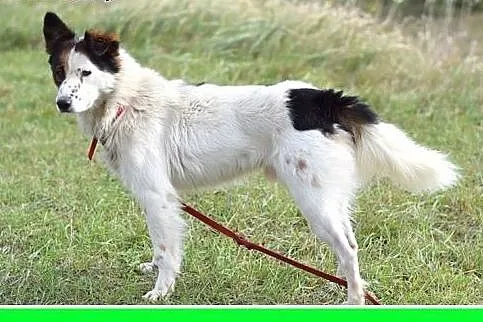 12kg,średni,wesoły,przyjazny piesek BRAN.Adopcja,  małopolskie Kraków
