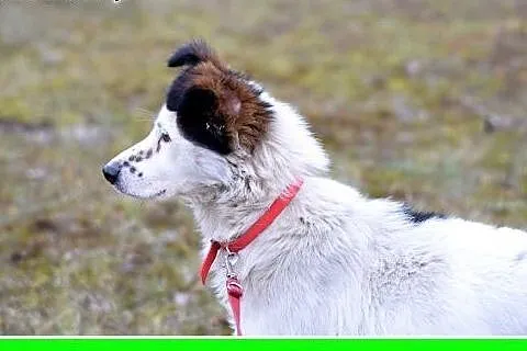 12kg,średni,wesoły,przyjazny piesek BRAN.Adopcja, 
