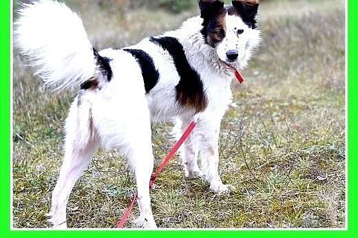 12kg,średni,wesoły,przyjazny piesek BRAN.Adopcja, 